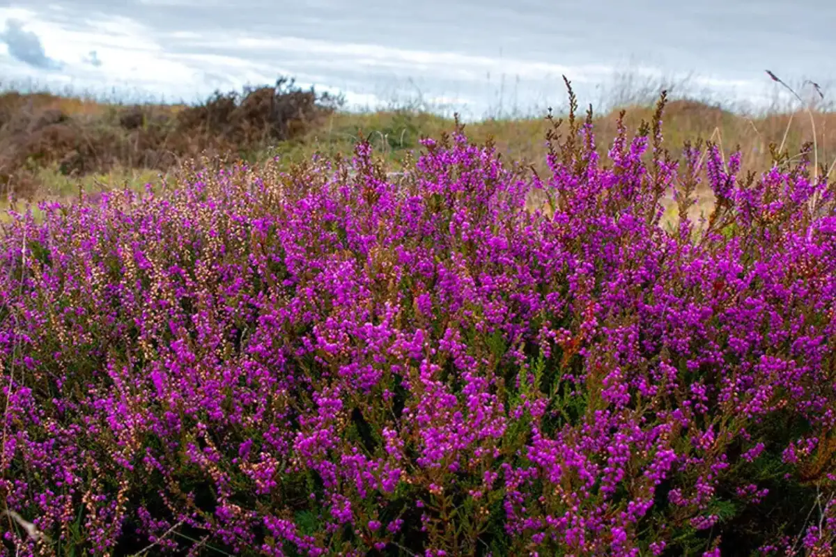 Spain floral festivals 12
