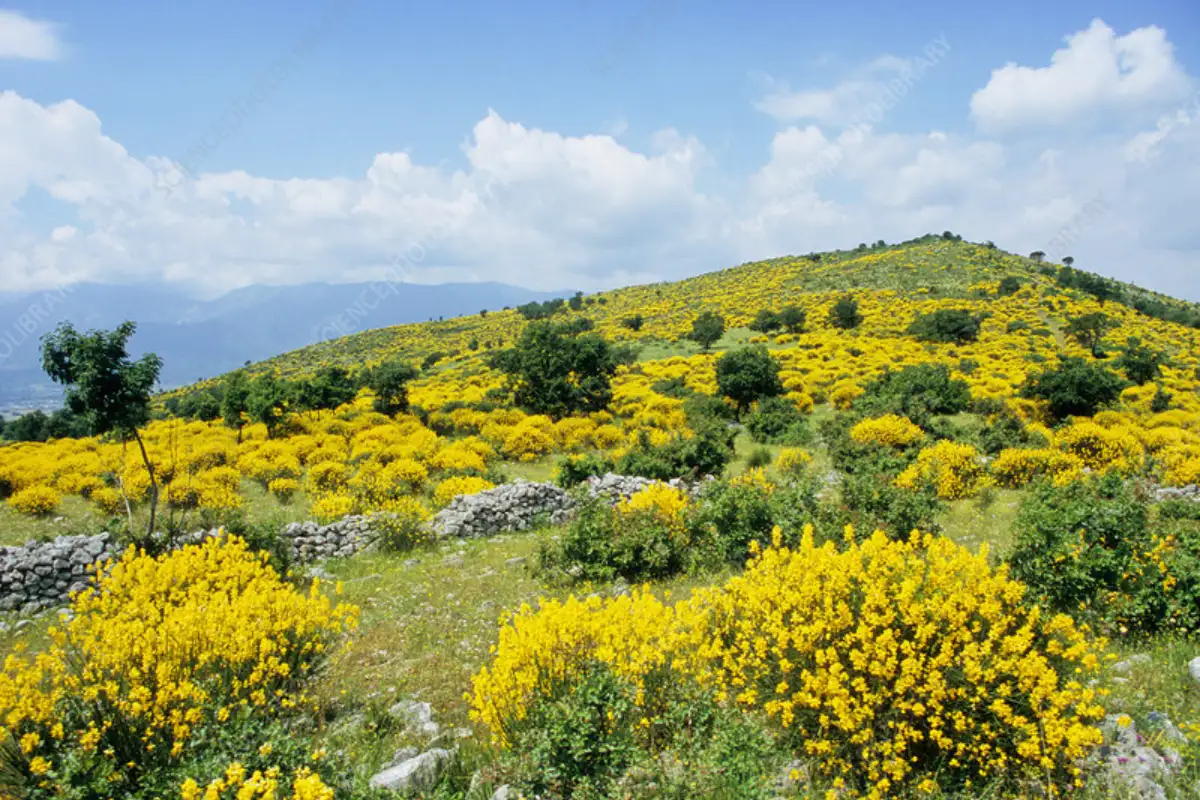 Spain floral festivals 13