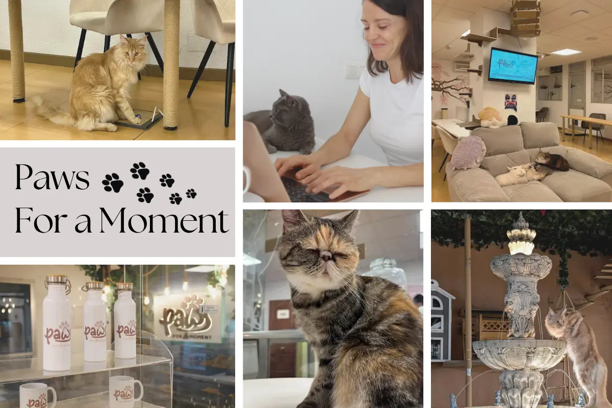 Images of cats in a coffee shop.